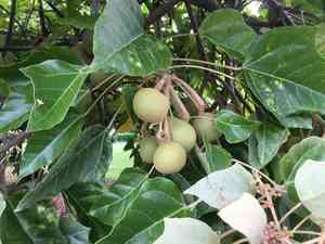 Candlenut(Aleurites moluccanus)