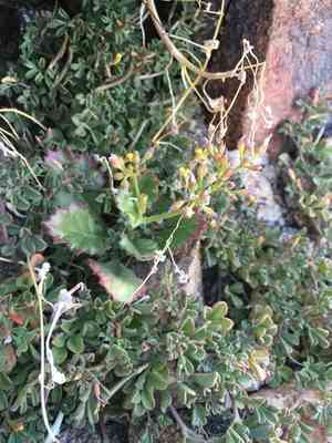 Broad-leaved gilia(Aliciella latifolia)