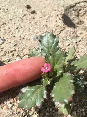 Broad-leaved gilia(Aliciella latifolia)