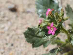 Broad-leaved gilia(Aliciella latifolia)