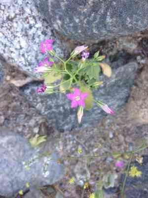 Broad-leaved gilia(Aliciella latifolia)