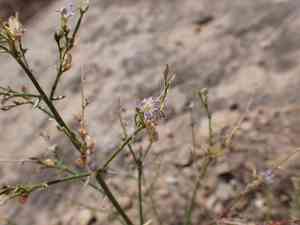 Sticky gilia(Aliciella pinnatifida)