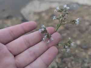 Sticky gilia(Aliciella pinnatifida)