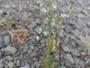 Sticky gilia(Aliciella pinnatifida)