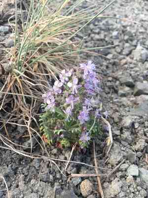 Sticky gilia(Aliciella pinnatifida)