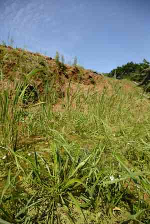 Channelled water-plantain(Alisma canaliculatum)