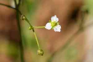 Channelled water-plantain(Alisma canaliculatum)
