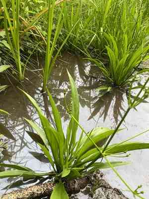 Channelled water-plantain(Alisma canaliculatum)