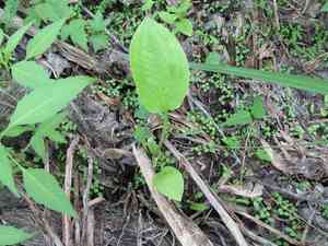 Alisma (Alisma)(Alisma)
