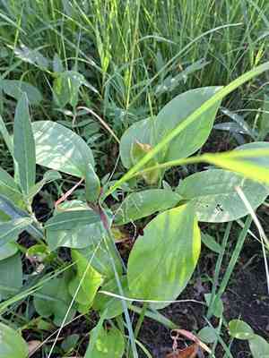 Alisma (Alisma)(Alisma)