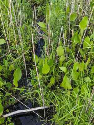 Alisma (Alisma)(Alisma)