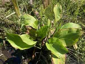 Alisma (Alisma)(Alisma)
