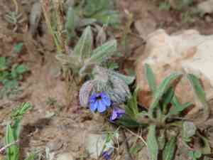 Dyer's alkanet(Alkanna tinctoria)