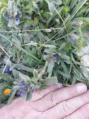 Dyer's alkanet(Alkanna tinctoria)