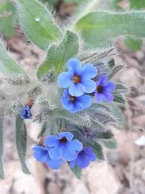 Dyer's alkanet(Alkanna tinctoria)