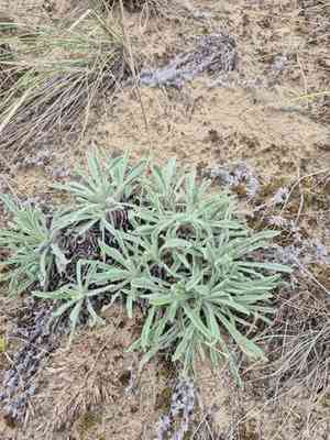 Dyer's alkanet(Alkanna tinctoria)