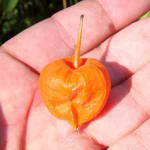 Strawberry ground cherry(Alkekengi officinarum)