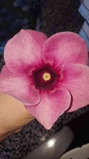Purple allamanda(Allamanda blanchetii)