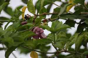 Purple allamanda(Allamanda blanchetii)