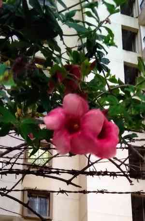 Purple allamanda(Allamanda blanchetii)