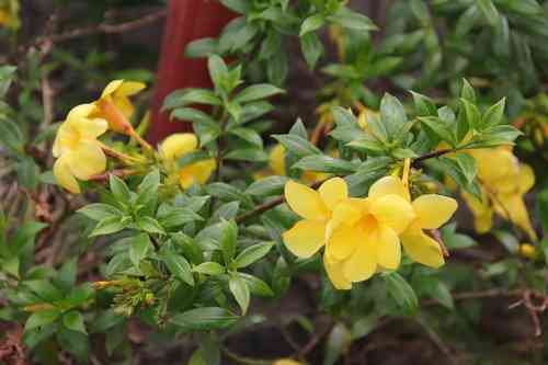 Golden trumpet(Allamanda cathartica)