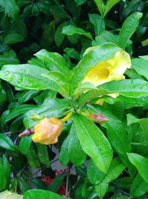 Golden trumpet(Allamanda cathartica)