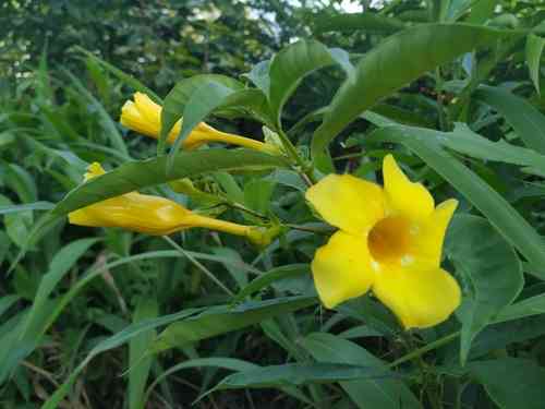Golden trumpet(Allamanda cathartica)
