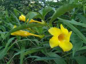 Golden trumpet(Allamanda cathartica)
