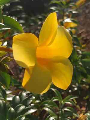 Golden trumpet(Allamanda cathartica)