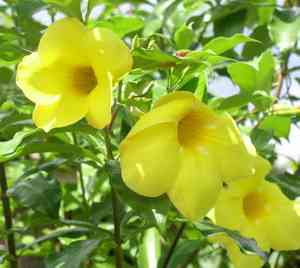 Allamanda (Allamanda)(Allamanda)