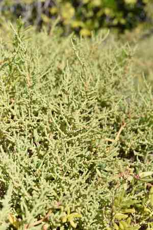 Iodinebush(Allenrolfea occidentalis)