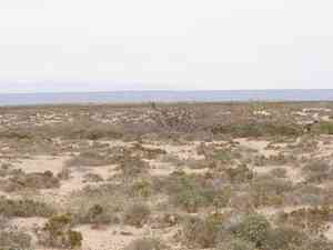 Iodinebush(Allenrolfea occidentalis)