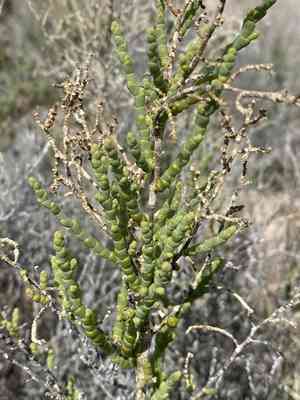 Iodinebush(Allenrolfea occidentalis)