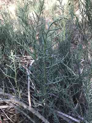 Iodinebush(Allenrolfea occidentalis)