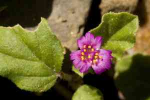 Trailing four o'clock(Allionia incarnata)