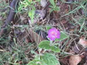 Trailing four o'clock(Allionia incarnata)