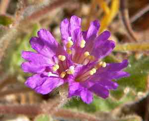 Trailing four o'clock(Allionia incarnata)
