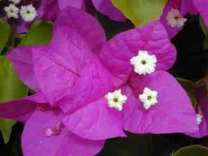 Trailing four o'clock(Allionia incarnata)
