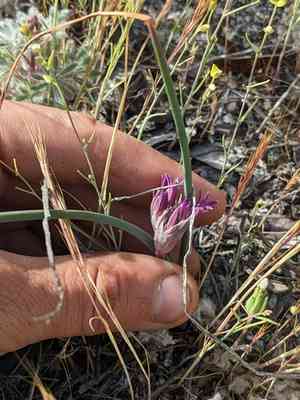Abrams' allium(Allium abramsii)