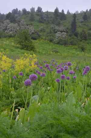 Persian onion(Allium aflatunense)