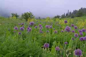 Persian onion(Allium aflatunense)