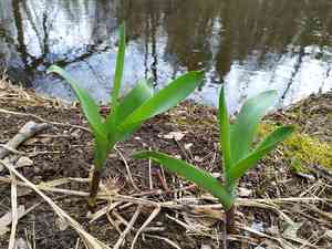 Persian onion(Allium aflatunense)