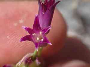 Bolander's onion(Allium bolanderi)