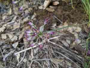Bolander's onion(Allium bolanderi)