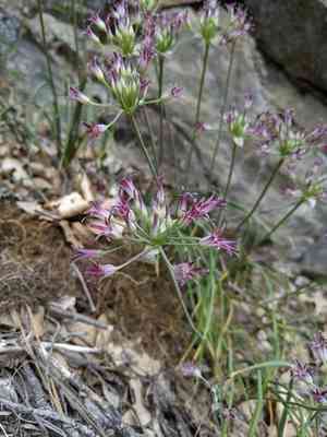 Bolander's onion(Allium bolanderi)