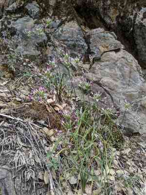 Bolander's onion(Allium bolanderi)