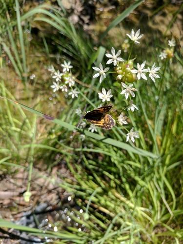 Wild garlic