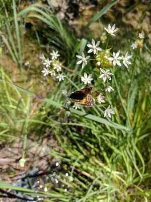 Wild garlic(Allium canadense)