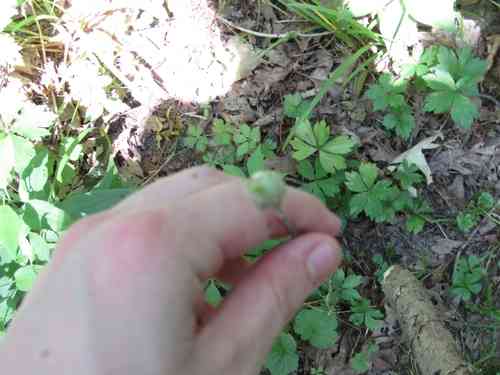 Wild garlic(Allium canadense)