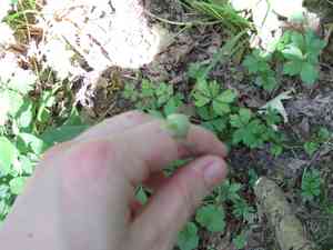 Wild garlic(Allium canadense)